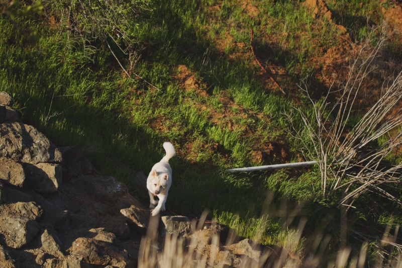white akita in california 80