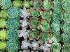 flowery cacti