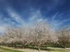 spring almonds