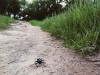 slug bug down the autobahn