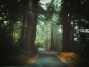 redwoods 2
