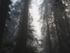 redwoods 7