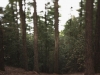 redwoods 12