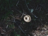 mushroom 12