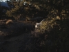 white akita in california 24